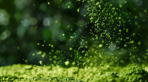 Le Matcha, C’est Quoi ?